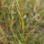 Aristida adscensionis Кветка