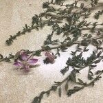 Silene succulenta Flower