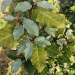 Elaeagnus × submacrophylla Hoja