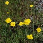 Eschscholzia lobbii Escorça