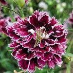 Dianthus chinensisЦвят