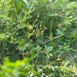 Fimbristylis aestivalis Fruit