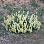 Lupinus arboreus Plante entière