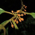 Besleria robusta Flower