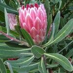 Protea caffra Blüte