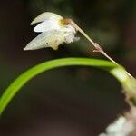 Bulbophyllum lingulatum Fruto