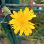 Sonchus tenerrimusFloare