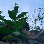 Nicotiana tabacum برگ