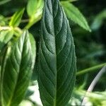 Epilobium ciliatum Leaf