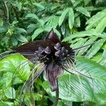 Tacca chantrieri Flower