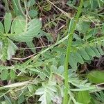 Vicia pannonica Leaf