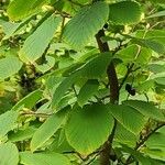 Corylopsis himalayana Leaf