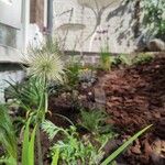 Pulsatilla vulgarisЦветок