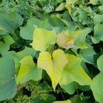 Ipomoea batatas Blatt