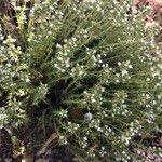 Thymus zygis Leaf