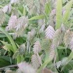 Chasmanthium latifolium Плод