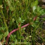 Lythrum borysthenicum ᱮᱴᱟᱜ