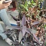 Tradescantia pallidaЛист