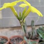 Pachypodium rosulatum Flower