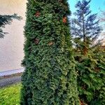 Thuja occidentalis ശീലം