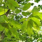 Castanea dentata Leaf