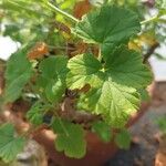 Pelargonium semitrilobum Hoja