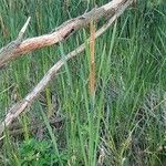 Typha orientalis 整株植物