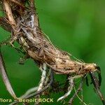 Carex fritschii Corteccia