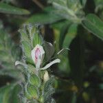Tetramerium nervosum 花