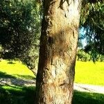 Eucalyptus leucoxylon Bark