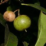 Bourreria costaricensis 果實