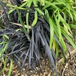 Ophiopogon planiscapus Blatt