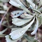 Artemisia tridentata ഇല