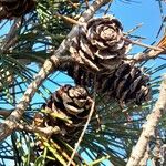 Sciadopitys verticillata Mbuma