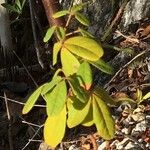 Picrodendron baccatum Hoja