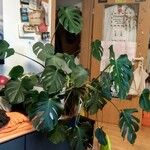 Monstera deliciosa Leaf
