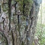 Quercus petraea Fulla