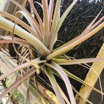 Tillandsia pohliana 整株植物