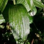 Epipactis purpurata Leaf