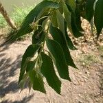 Muntingia calabura Leaf