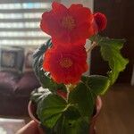 Begonia grandisFlor