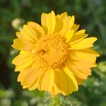 Glebionis coronaria Flower