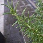 Rosmarinus officinalis Fuelha