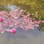 Nymphaea candida Leaf