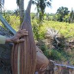 Attalea maripa Fruto