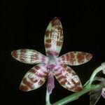 Phalaenopsis mariae Kvet