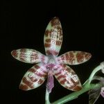 Phalaenopsis mariae 花