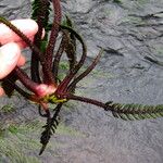Hydrostachys polymorpha Habitus