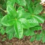Rhododendron canescens Leaf