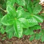 Rhododendron canescens Blatt